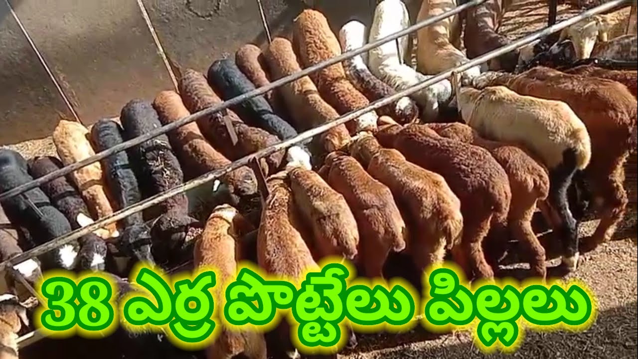 తక్కువ ధరల్లో పొట్టేలు పిల్లలు 9908026963 Red sheep kids #sheep