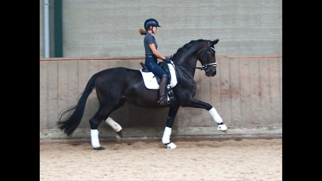 Nigella (Iconic x Santano) in foal by Donkey Boss.   FOR SALE