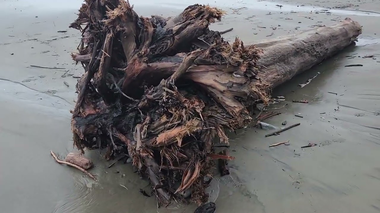 Bones on the Beach