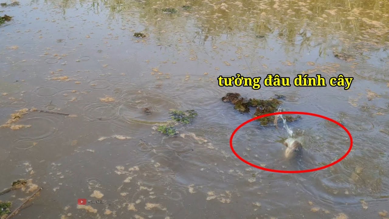 Câu cá rô,câu trê đêm (video 111)