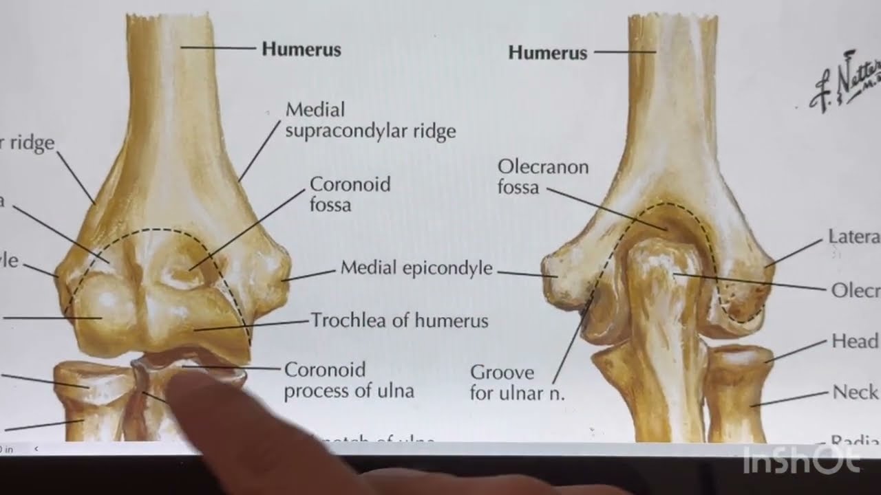 آناتومی بازو ، ساعد و  مچ دست #آناتومی_عضلات_بازو #Arm_Muscles_Anatomy#حرکت_شناسی_بازو
