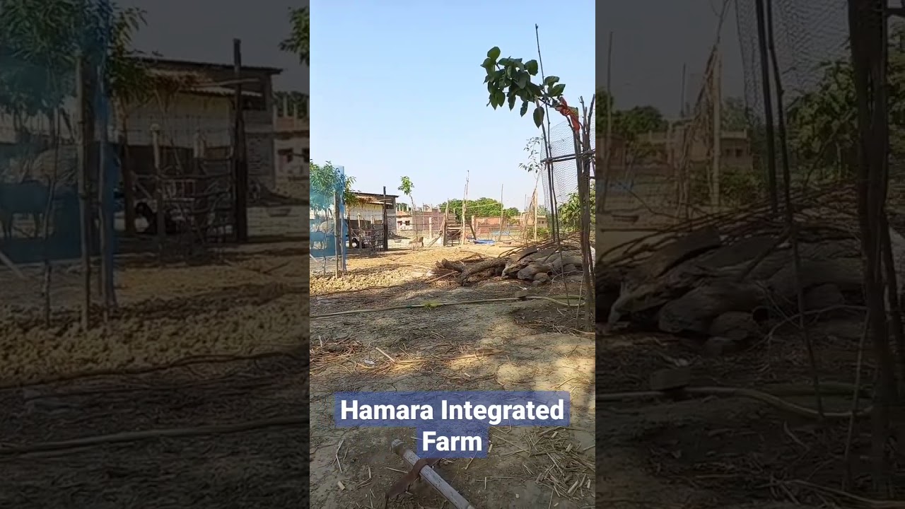 Hamara Integrated Farm #integratedfarming #organicfarming #smartkheti #smartfarmer #farmingvideo
