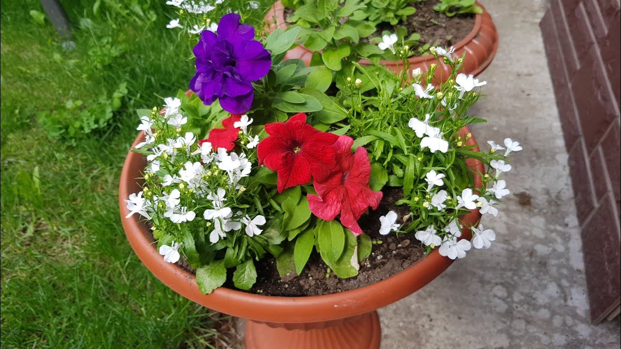 🌺ПЕТУНИЯ. 💐  КРАСИВЫЕ ВАЗОНЫ И КАШПО С ПЕТУНИЕЙ.