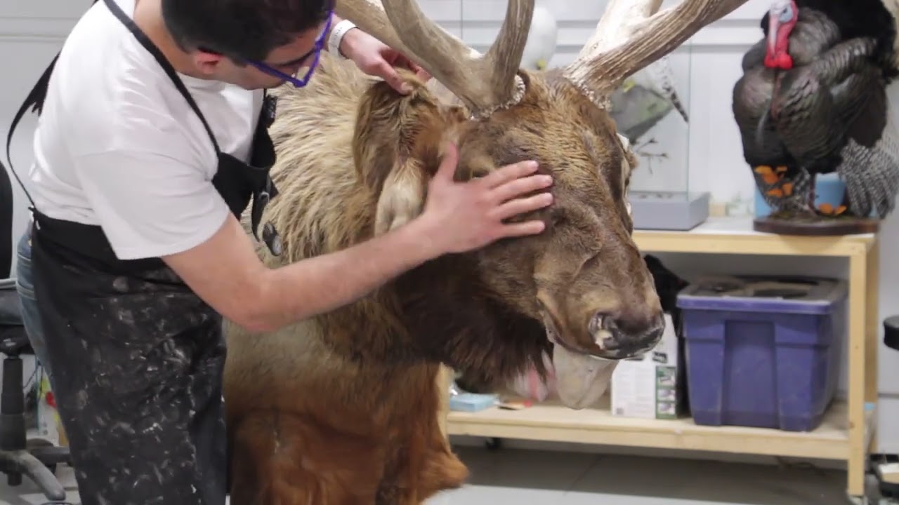 Giant Elk shoulder mount.