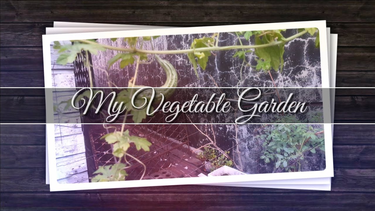 My Vegetable Garden lualhati mapilot