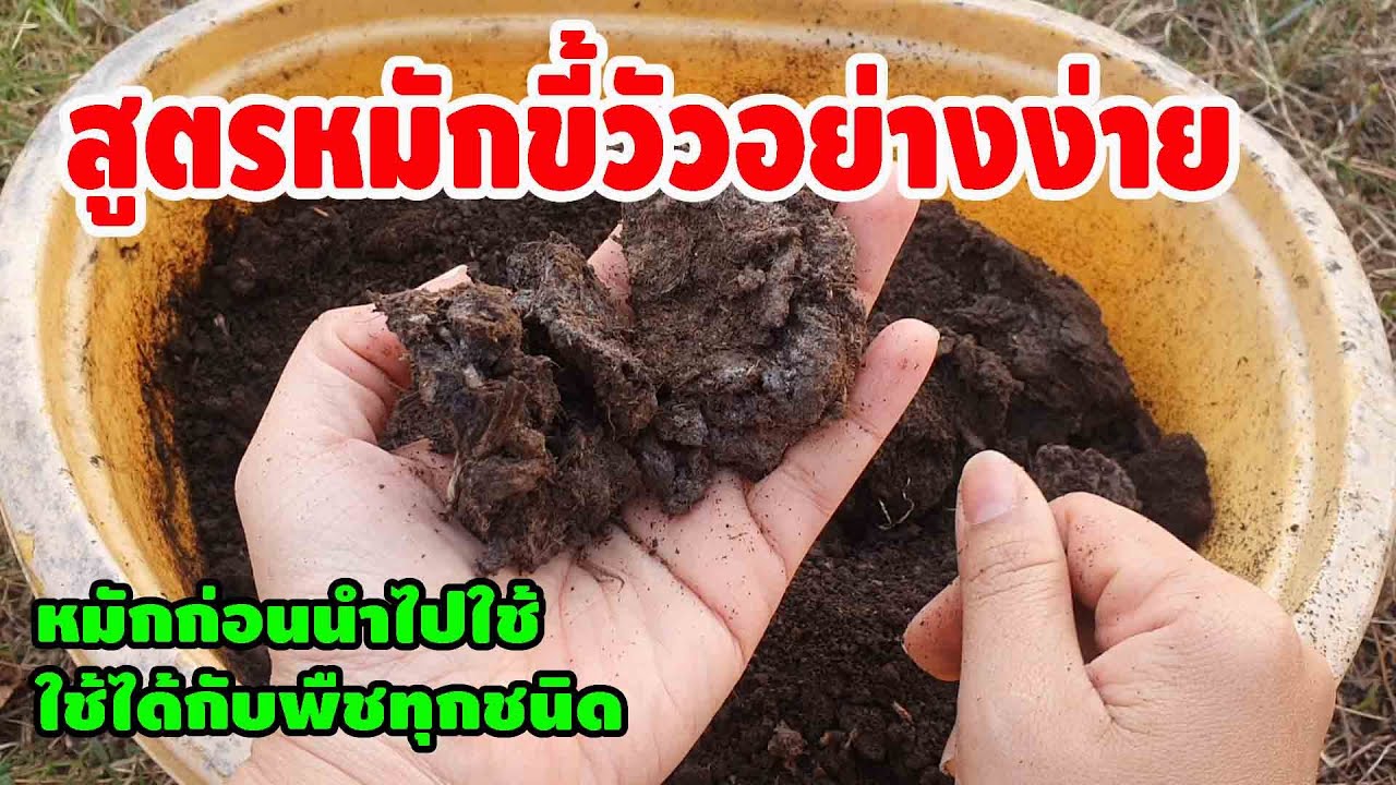 #ปุ๋ยหมักขี้วัว สูตรหมักขี้วัวอย่างง่ายหมักขี้วัวก่อนใช้ ด้วยจุลินทรีย์สังเคราะห์แสง ต่ายHunberryz.