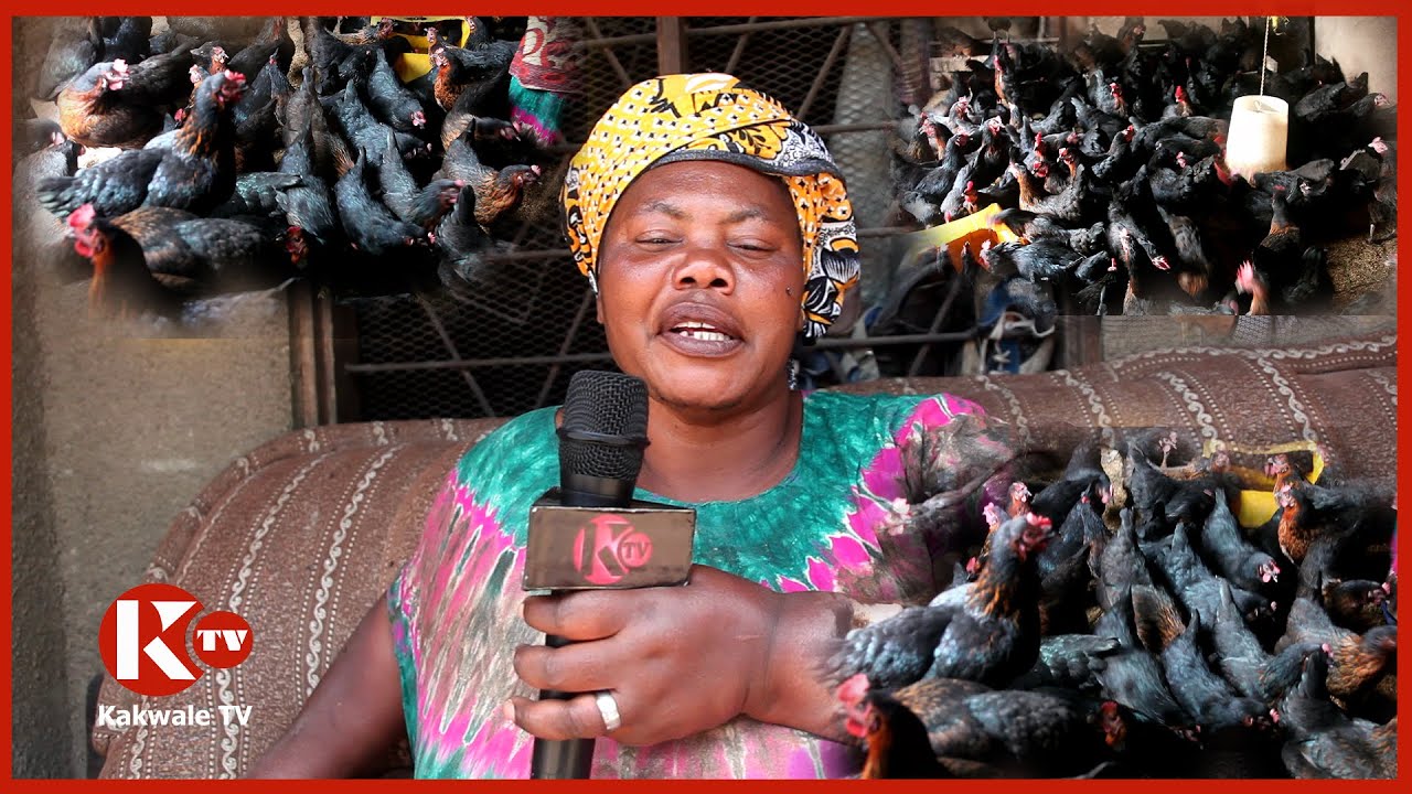 NILIANZA NA KUKU 300 SASA NINA KUKU 1000, NIMEJENGA KUPITIA UFUGAJI