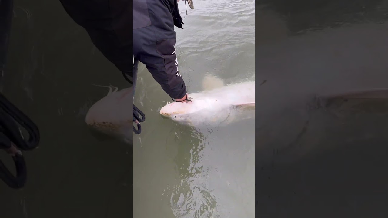 300 pound CA delta Sturgeon. Biggest Sturgeon our boat has ever seen in the CA Delta 