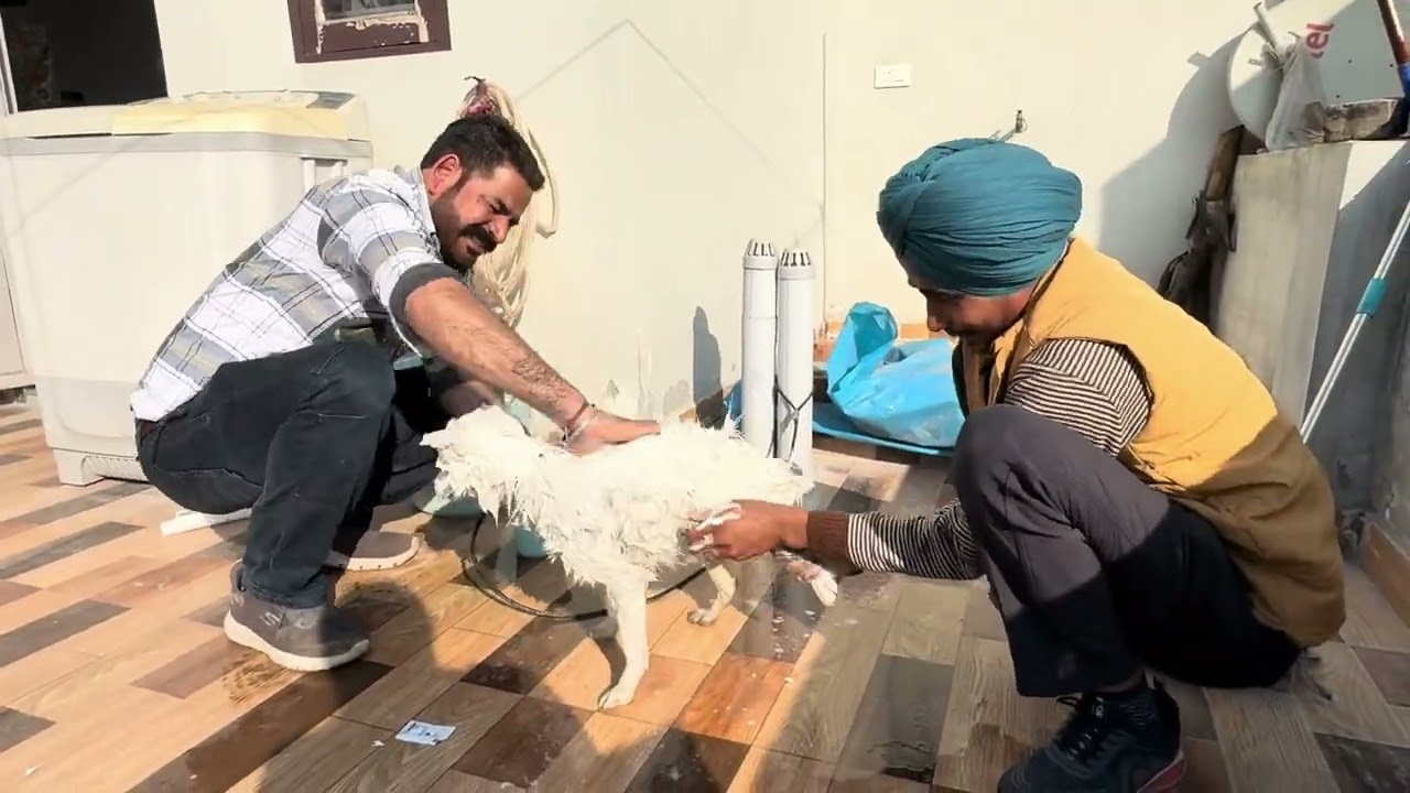 Sultan ਨੂੰ ਨਵਾਈਆਂ ❤️🫀      #viralvideo #electrical #home 