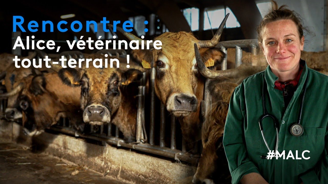 Rencontre : Alice, vétérinaire tout-terrain !