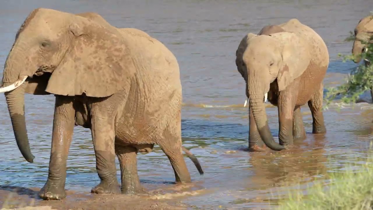 Elephants crossing River Ewaso Ng'iro