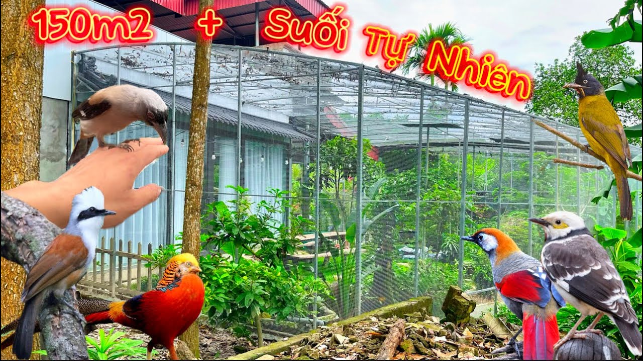 Chiêm Ngưỡng Aviary Đậm Nét Rừng Việt Nam sở hữu suối cá Koi & Nhiều loài chim đẹp || Đạt Bird TV