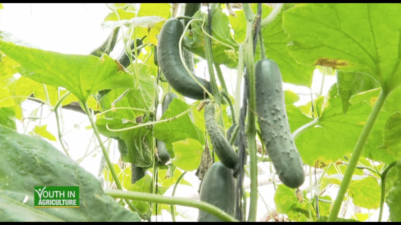 Successful Cucumber farming on leased land - Youth in Agriculture