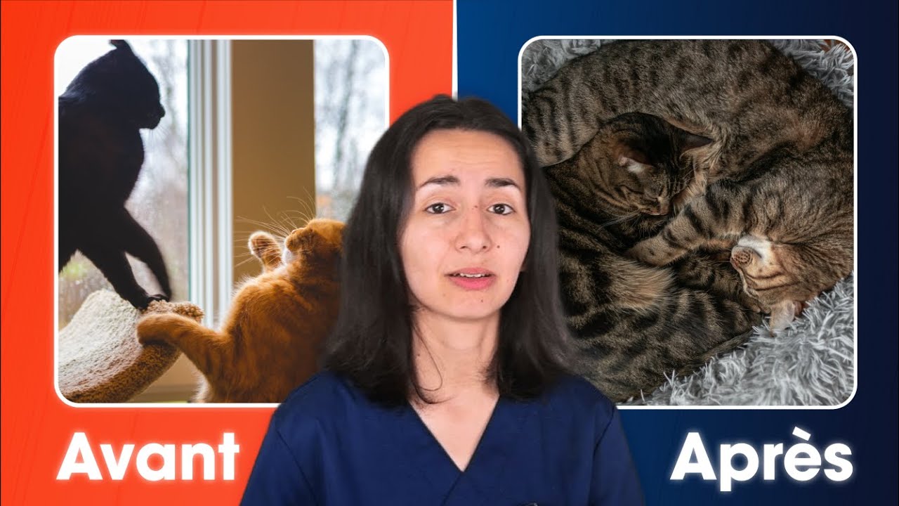 Comment introduire un second chat ? 3 erreurs à éviter