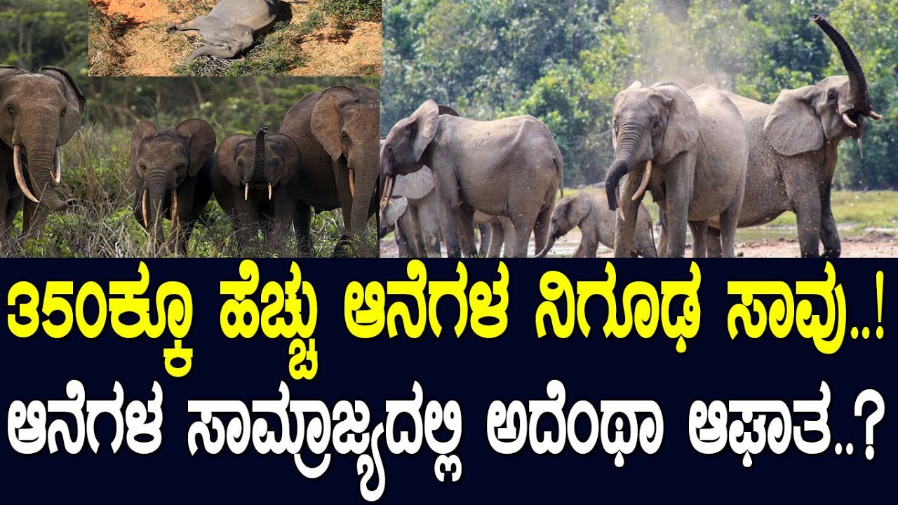 350ಕ್ಕೂ ಹೆಚ್ಚು ಆನೆಗಳ ನಿಗೂಢ ಸಾವು..! ಆನೆಗಳ ಸಾಮ್ರಾಜ್ಯದಲ್ಲಿ ಅದೆಂಥಾ ಆಘಾತ..? The elephant mystery