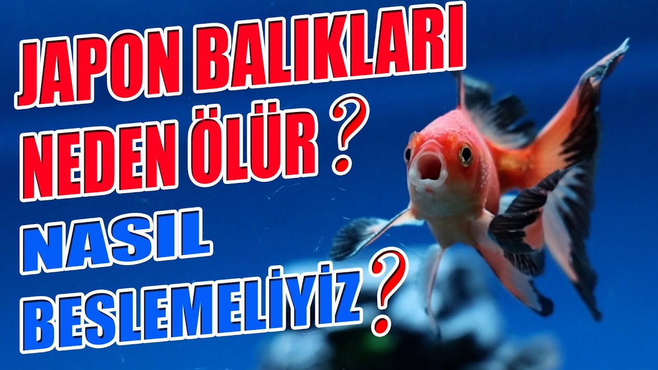 JAPON BALIĞI AKVARYUMU NASIL OLMALI? Nasıl Beslenir?, Nelere Dikkat Edilir?, Neden Ölür?