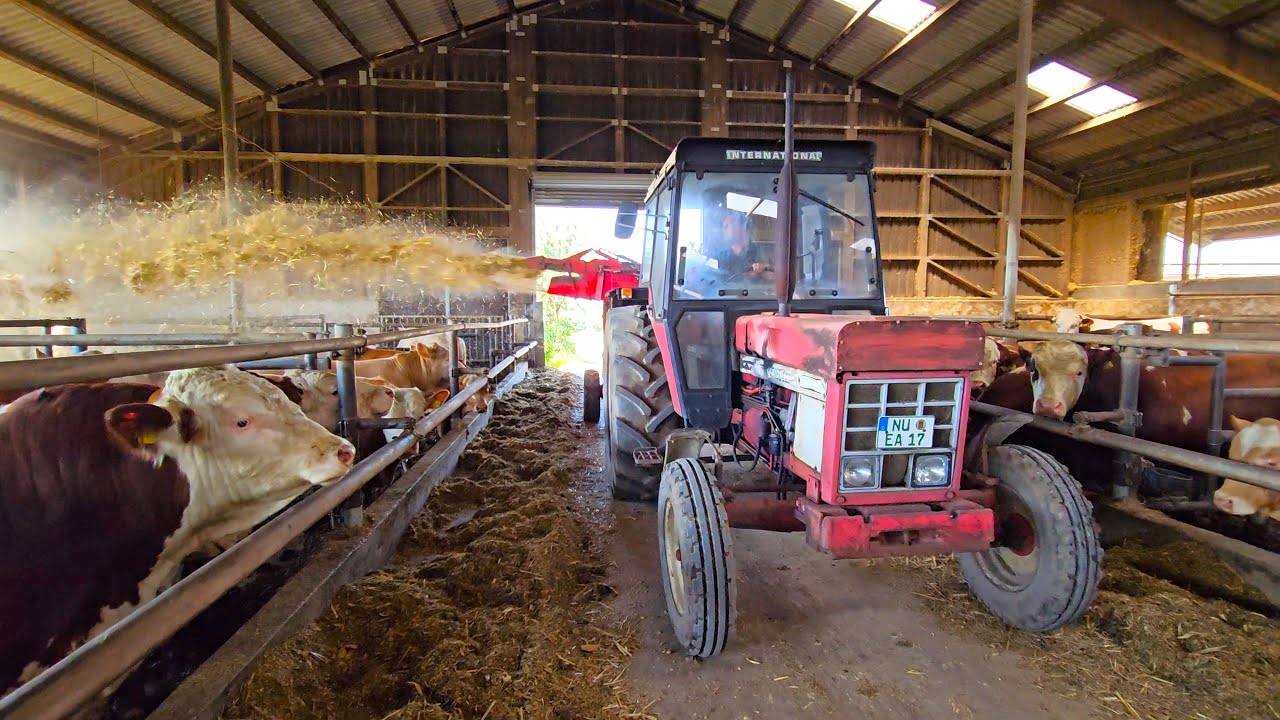 International 844 S im Bullenstall mit Windhund von Walker Technik beim Stroh einstreuen!