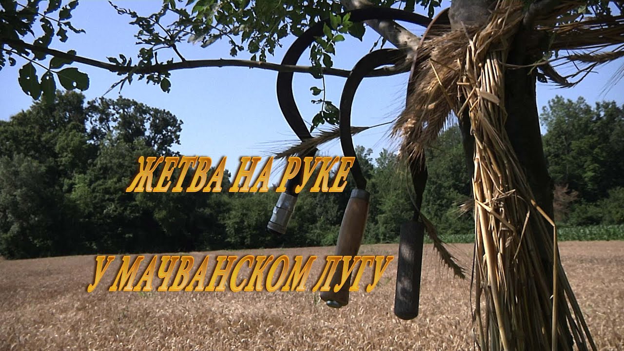 ЖЕТВА НА РУКЕ У МАЧВАНСКОМ ЛУГУ