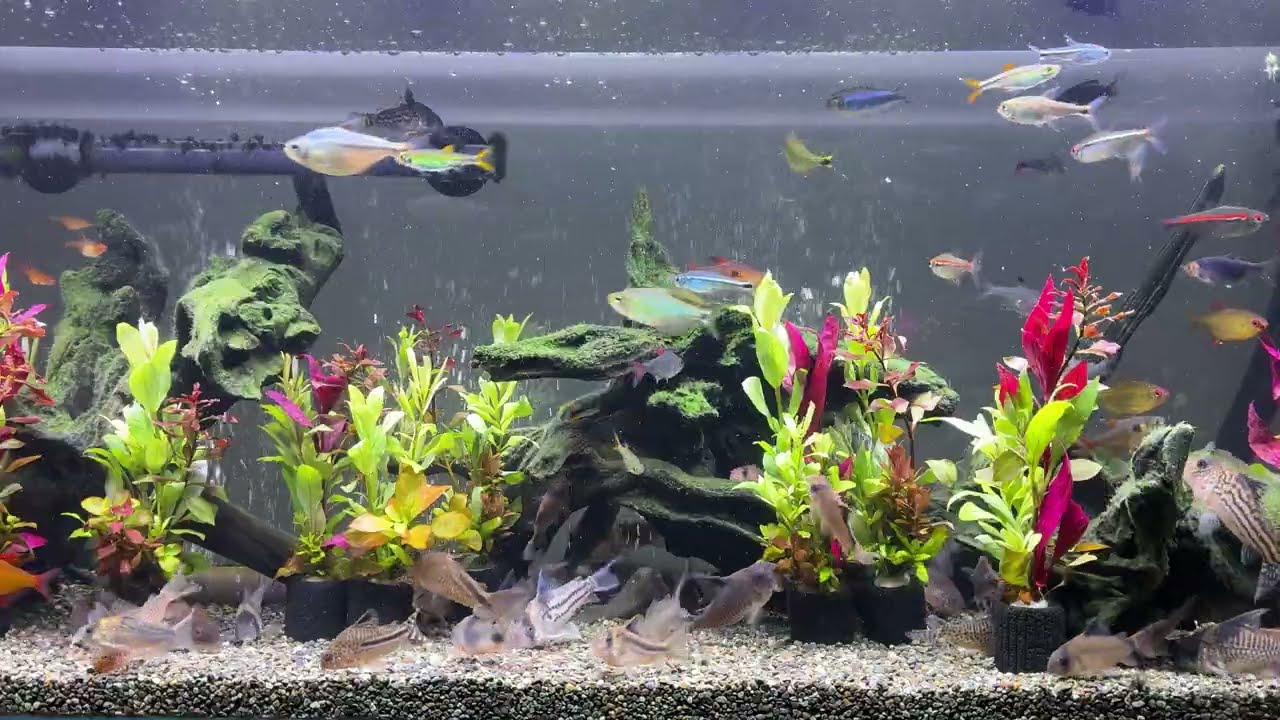 Relaxing Aquarium 1658 / 熱帯魚50種混泳水槽 アクアリウム ディナータイム 4K