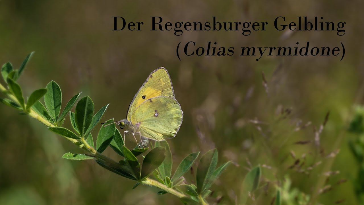 Der Regensburger Gelbling (Colias myrmidone)