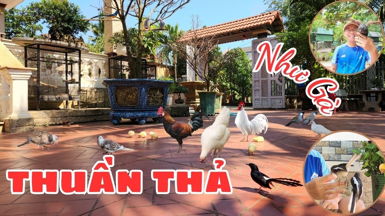 ⭕ Nuôi chim THUẦN THẢ như GÀ - CÁCH THUẦN CHIM | Lưu Tam - Birds & Garden Life