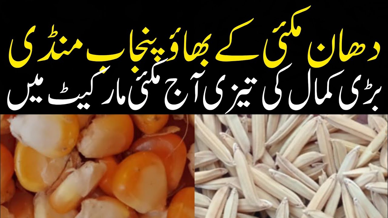 DHAN PRICE TODAY OKARA MANDI PUNJAB MAIZE RATE TODAY OKARA MANDI PUNJAB 14.01.2026