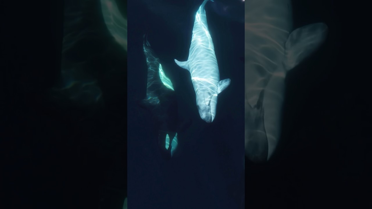 One of the rarest sights in the ocean: a white Orca! #orca #nature #killerwhale