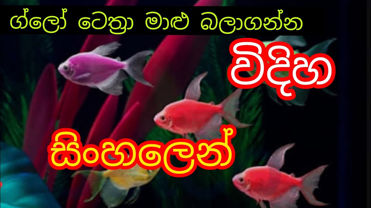 ග්ලෝ ටෙට්‍රා මාළු බලාගන්න විදිහ