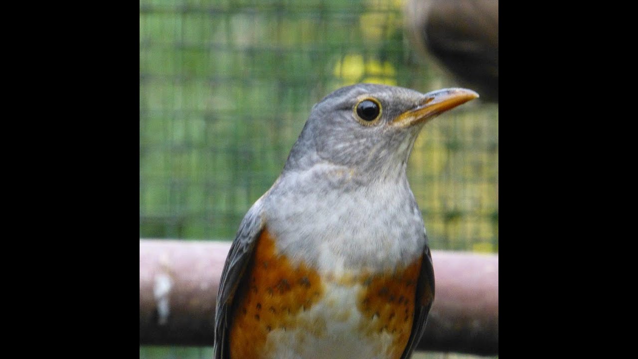 Turdus Hortulorum singing