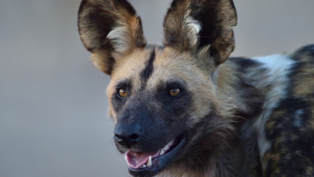 Wild Dogs - Third Bridge Campsite - Nov. 2018