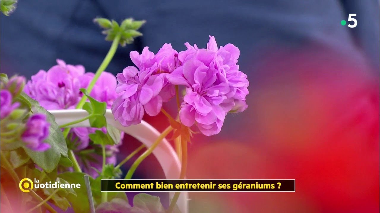 Comment bien entretenir ses géraniums ?