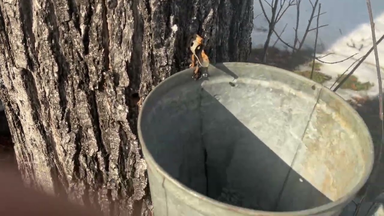Restoring A 1800s Vermont Farmstead / The Sap Starts Running