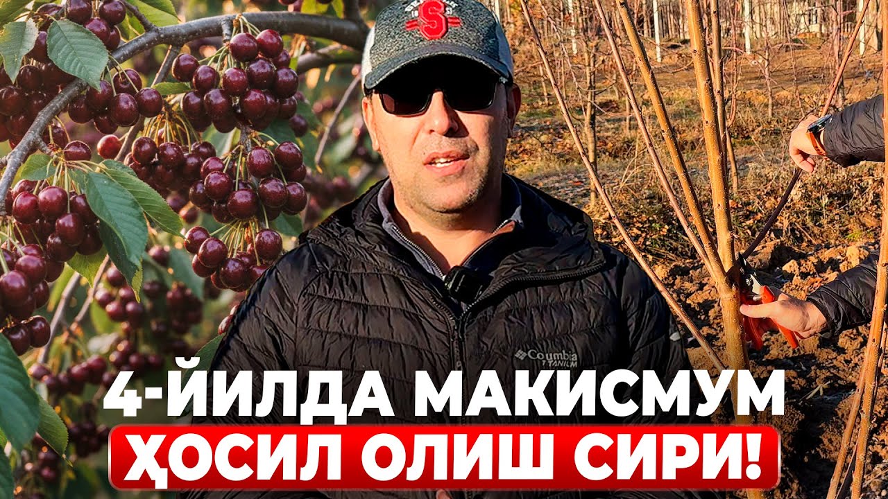 БУНДАН КЕЙИН ГИЛОС МЕВАДАН ЭГИЛАДИ! | ШУҲРАТ АБРОРОВ #shuhratabrorov #gilos #hosil