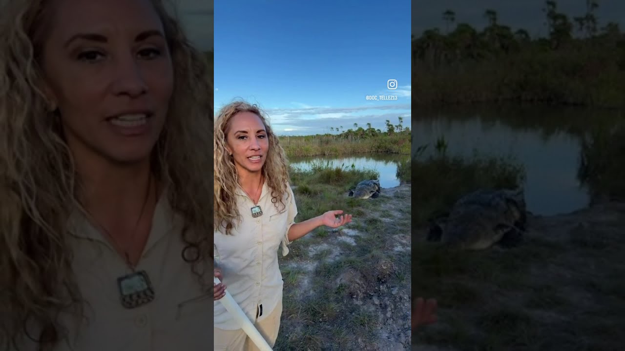 Croc Ambassador Gilly