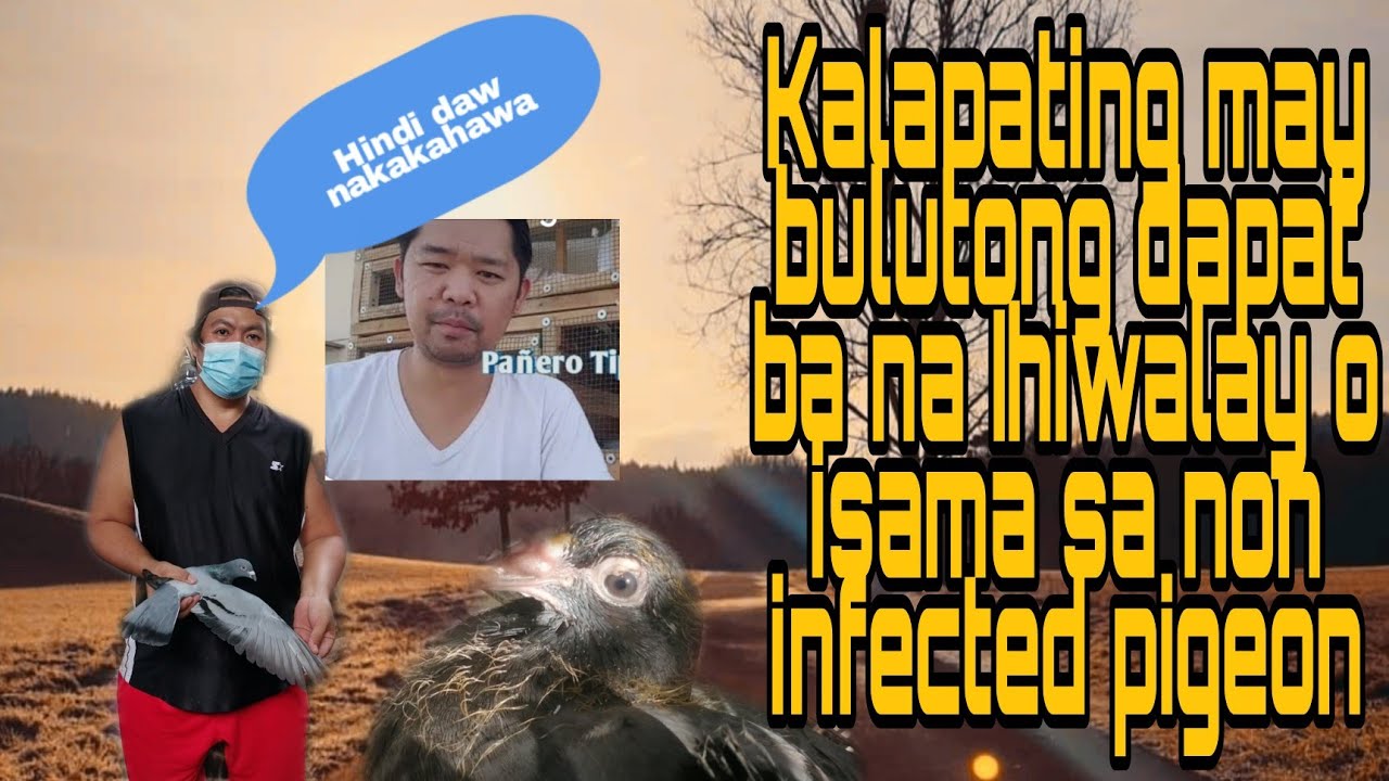 Kalapating may bulutong dapat ba na Ihiwalay o isama sa non infected pigeon? Gamit na pang recovery.