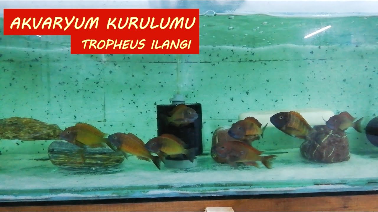 Tropheus İlangi Moori Yellow Akvaryumu Kurduk | VLOG 1