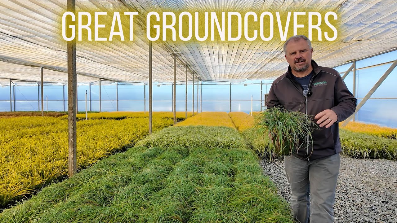 20 Plus Alternative Groundcover Plants for Shade