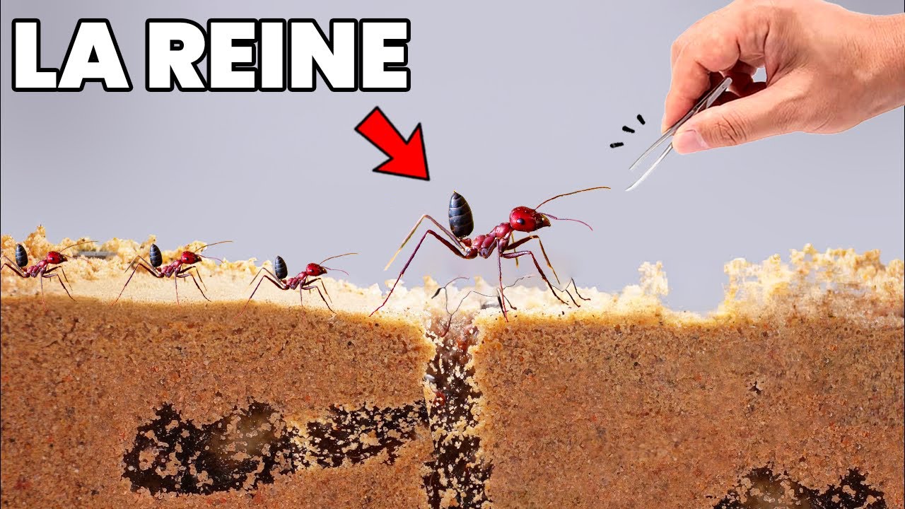 J’AI ACHETÉ LA FOURMI LA PLUS RAPIDE DU MONDE (c’est pas gagné…) - Ft 