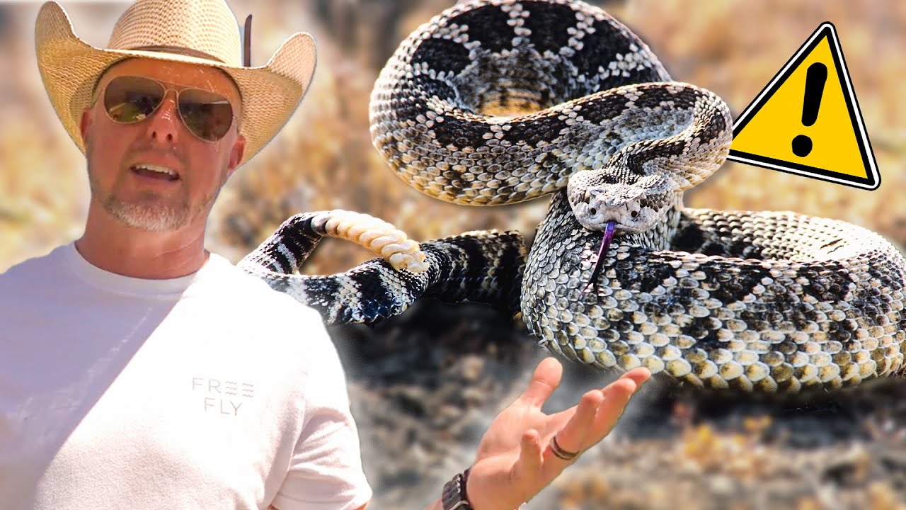 Rattlesnakes 101: What You Need to Know to Stay Safe