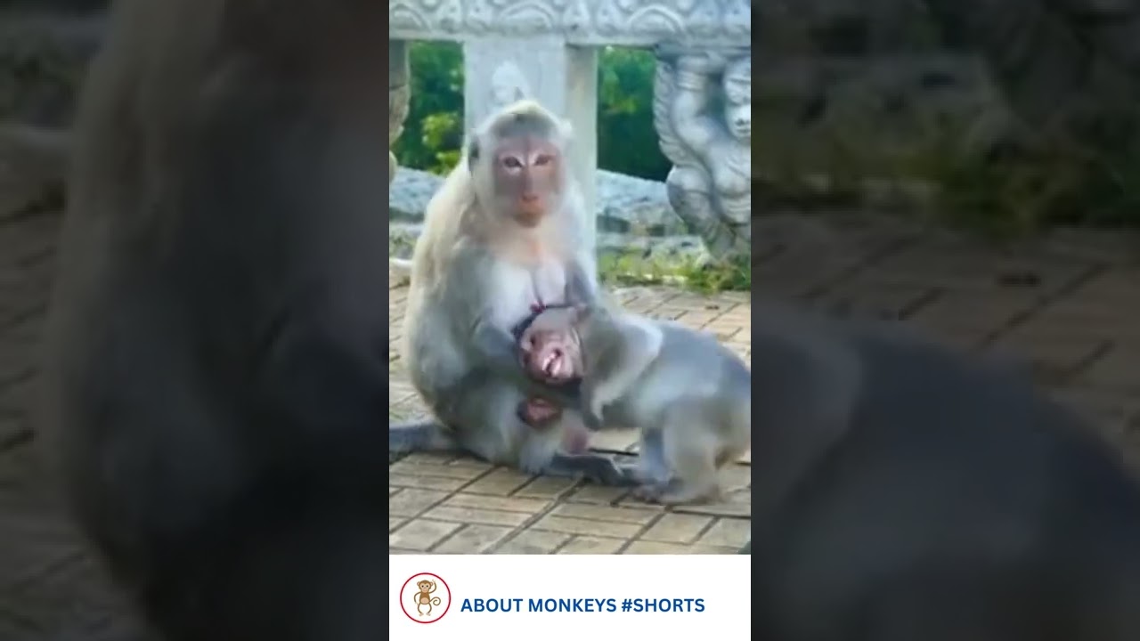 Mom monkey doesn't really bites her child just to discipline him during the weaning process #Shorts