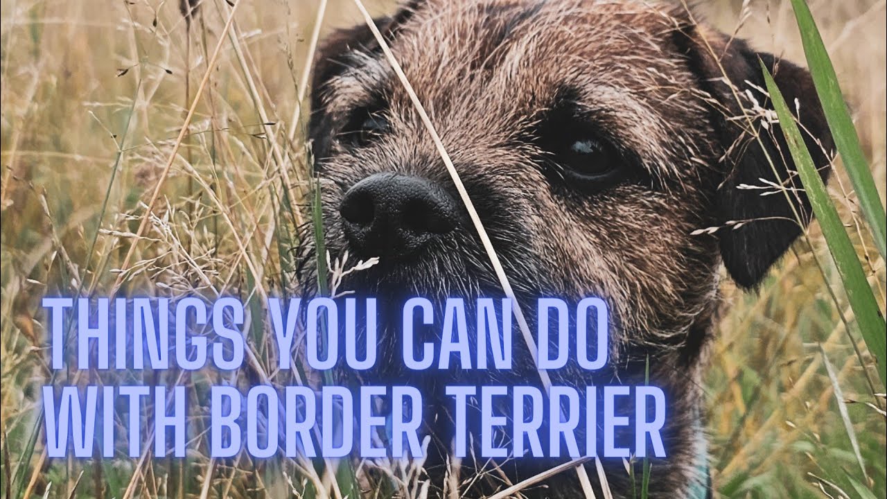 Things you can do with Border Terrier