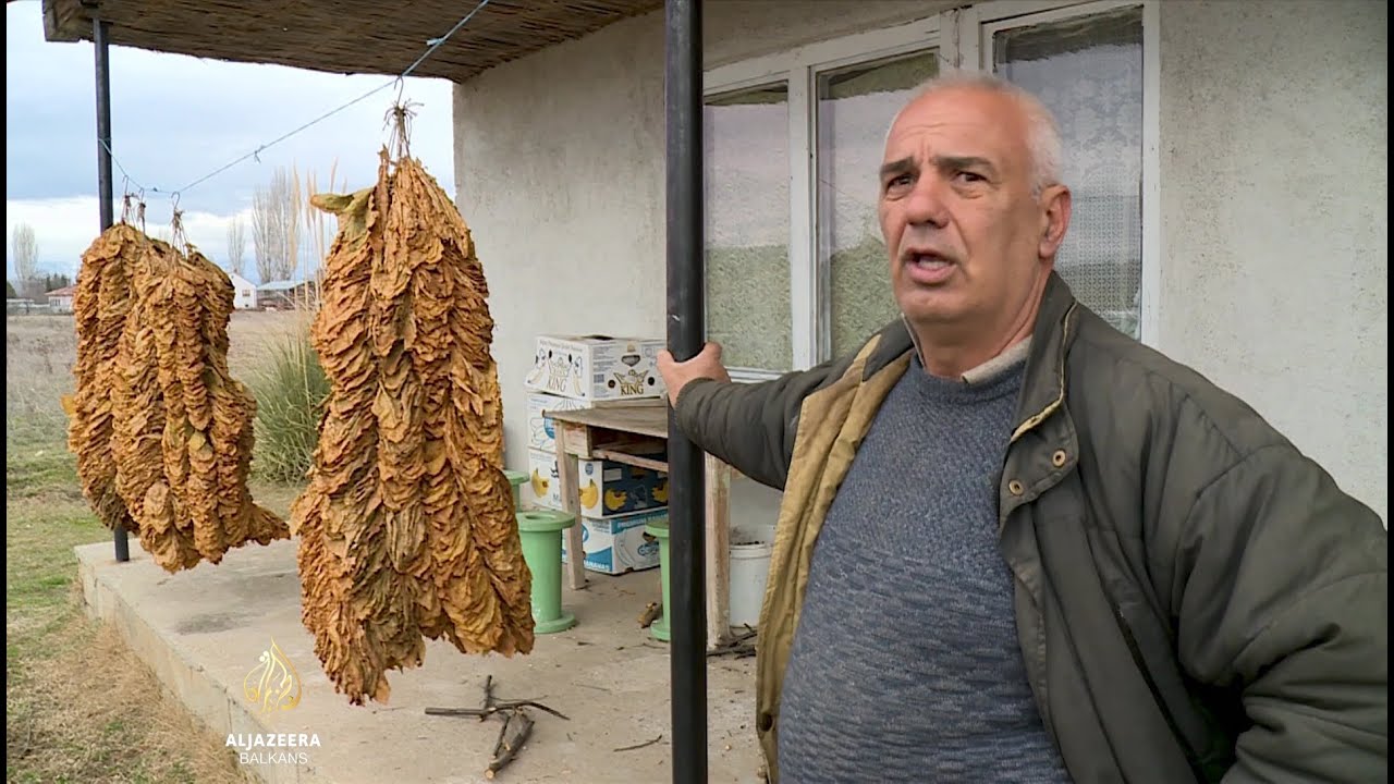 Težak opstanak makedonskih proizvođača duhana