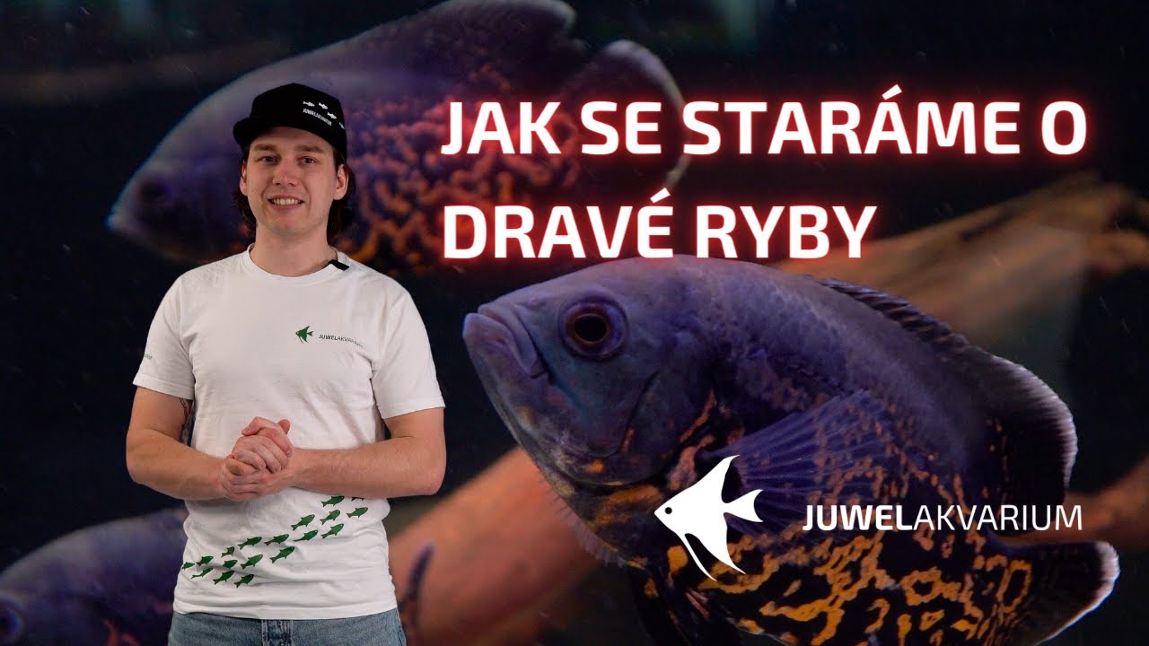 Jak se staráme o dravé ryby - Akvárium pro jihoamerické cichlidy