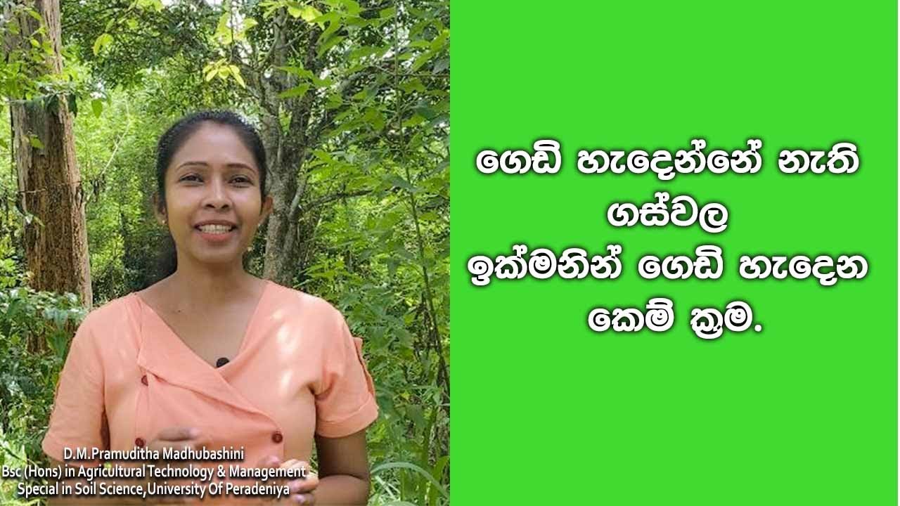 පලදාව නැති ගසකින් පලදාව ලබාගන්න කෙම් ක්‍රම විද්‍යාත්මකව/ Methods of inducing flowering 2024