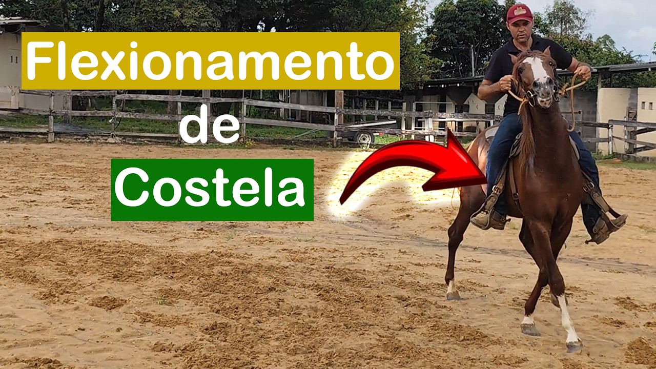 Flexionamento de Costela no Cavalo | Exercício Fundamental de Controle