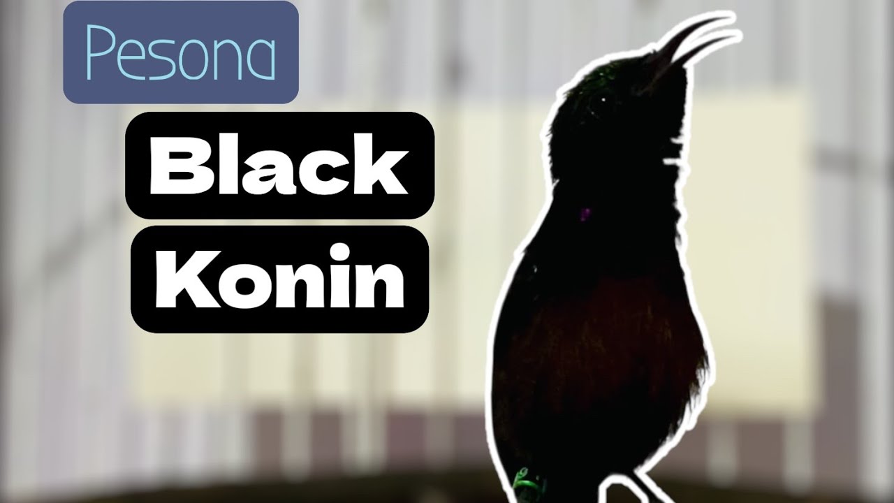 PANCINGAN BURUNG MALES BUNYI / MACET BIAR GACOR LAGI.#kolibrininja #konin #konindacok