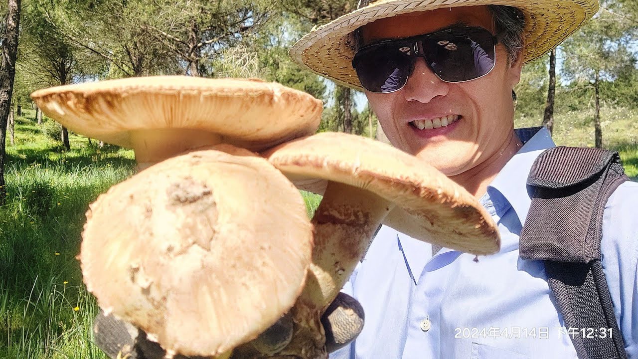 Gurumelos De Abril 2024