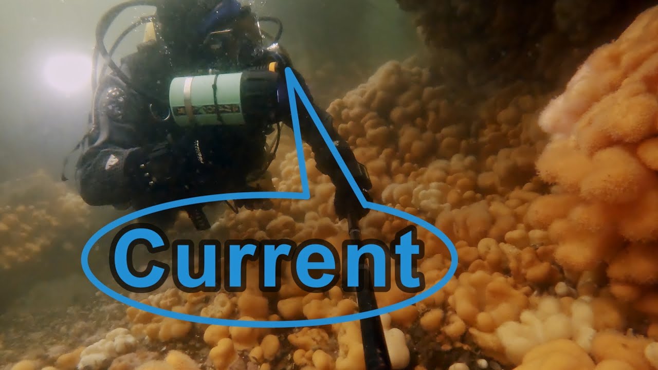 A Fascinating Narrated Scuba Dive through a Tidal Narrows - Loch Creran