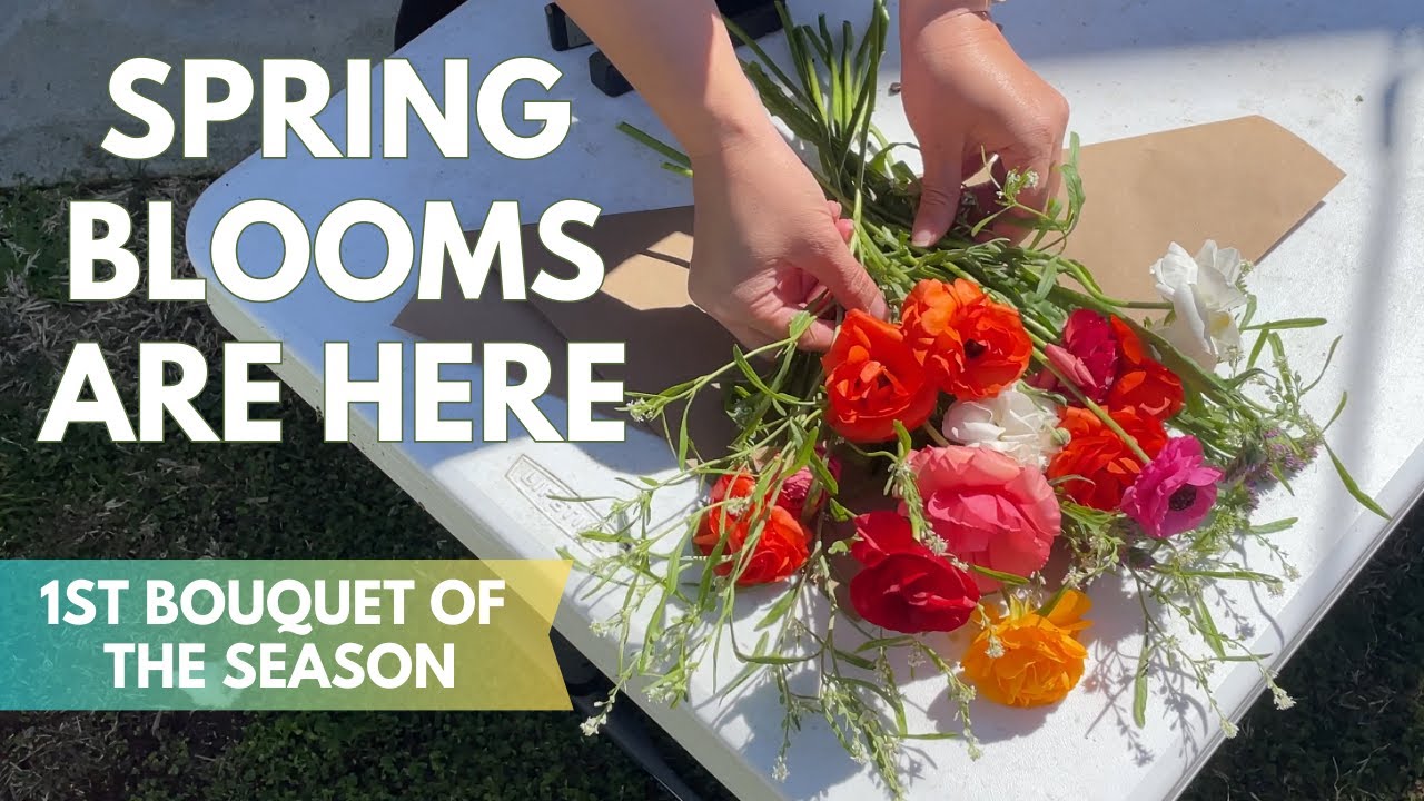 ✂️ Cutting our first Bouquet 💐 of the Season |  Flower Patch Blooms