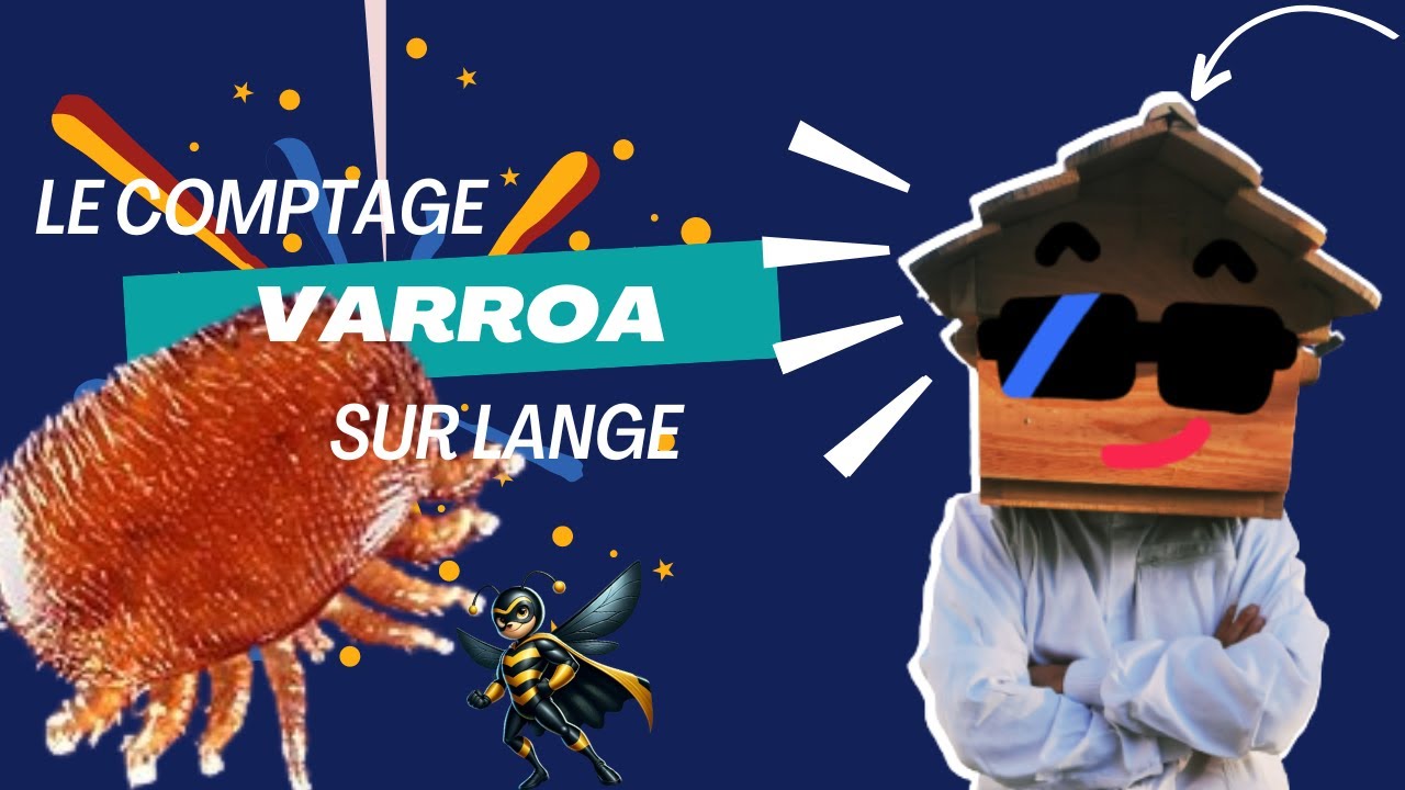 Comment faire un comptage varroa sur lange ? votre Tuto complet 👌